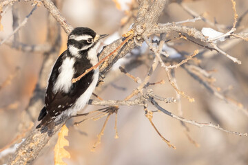 A wild downy woodpecker in a tree in Colorado.