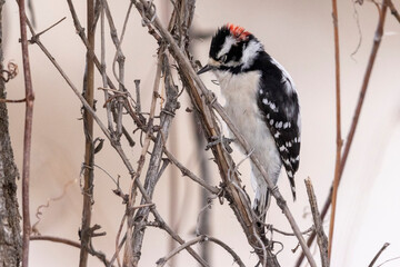 A wild downy woodpecker in a tree in Colorado.