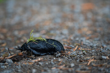 European Black Slug 1