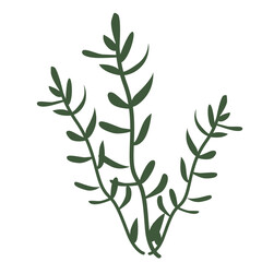 2D illustration of tall herbal plant with small leaves and branching stems, ideal for nature themes, organic design, or eco visuals.