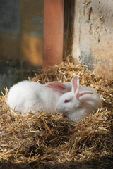 White rabbits resting in soft straw bedding in barn