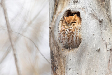 An eastern screech owl sleeping in a tree in Colorado.