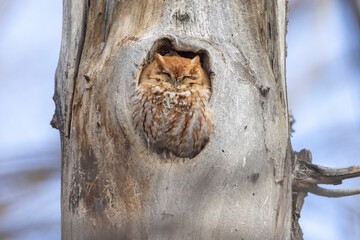 An eastern screech owl sleeping in a tree in Colorado.