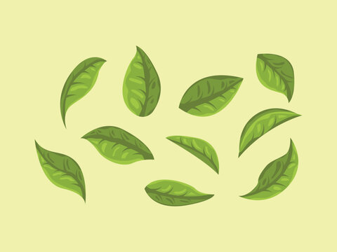 matcha set powder green tea japanese leaf ingredient powder element herb traditional cartoon icon