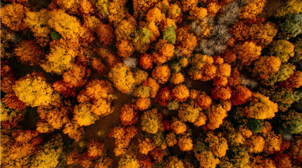 Aerial drone shot of colorful autumn forest with orange and yellow tree canopy