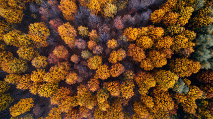 Aerial drone shot of colorful autumn forest with orange and yellow tree canopy