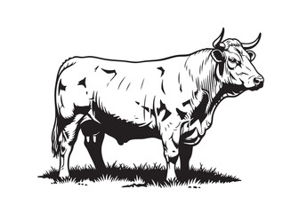 A detailed black and white vector illustration of a Charolais cow standing in grass. Farm animals.