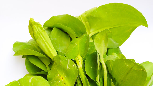 Close up of fresh green genjer leaves or genjer vegetable (Limnocharis flava) on white background