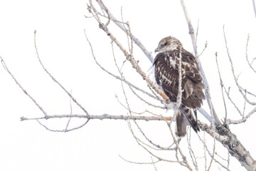 A wild ferruginous hawk perched in a tree in Colorado.