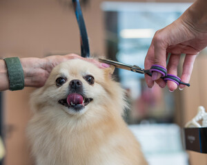 A groomer cuts a Pomeranian in a grooming salon.