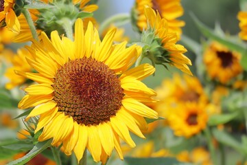 満開のヒマワリの花のアップ