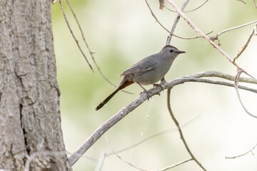 A wild gray catbird perched in a tree in Colorado.