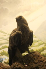 bald eagle in the zoo