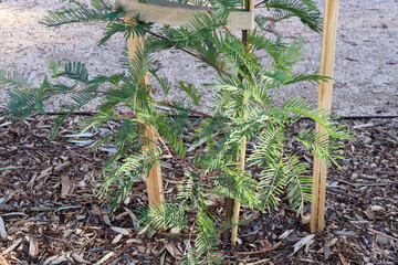 sapling tree freshly planted and staked