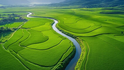 Lush green rice paddies, winding river, aerial view