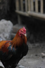 On Guard: The Rooster Sentinel