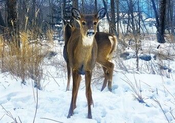 deer in the woods