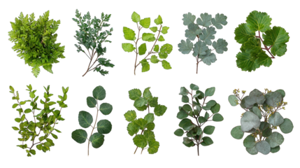 Assorted cutouts of plants on a black background