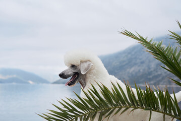 A white Poodle is partially hidden behind palm fronds by the lake. The scene blends the dog with...