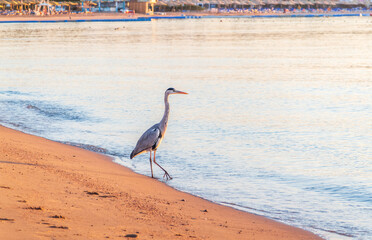 Gray heron fishing on the beach of the Red Sea. Naama Bay beach, Sharm El Sheikh, Egypt