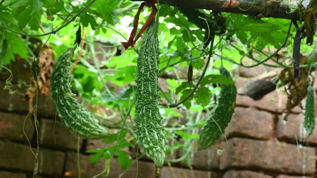 Momordica charantia. Its other common &nbsp;names  bitter melon, bitter gourd, karela, bitter squash, momordica and balsam pear. Its originated in India. Creeper vegetable.