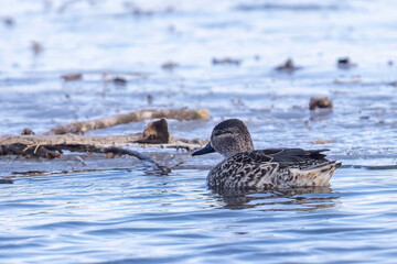 A wild green-winged teal in a state park in Colorado