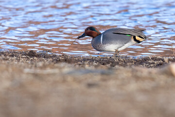 A wild green-winged teal in a state park in Colorado