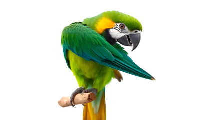 Obraz premium Colorful parrot perched against a clean white background, perfect for educational designs, wildlife art, and tropical-themed projects. 