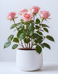 Obraz premium pink rose plant in a modern white pot, isolated on white background