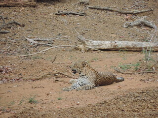 Sri Lankan Leopard in the Wilpattu National Park, Sri Lanka 