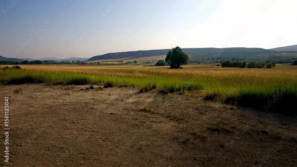 Poster open landscape video featuring a dry field in the foreground and a field of golden crops in the midd