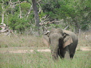 Sri Lanka Elephants in Kaudulla National Park, Sri Lanka