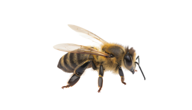 Bee Isolated On PNG Background And White