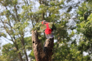 Feathers Tensed, Sky Awaiting