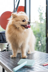Cute Pomeranian in a grooming salon.
