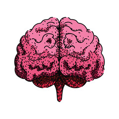 neuroplasticity brain sketch hand drawn vector