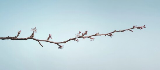 Light gray background showcases a slender, brown branch with small, delicate pink-white blossoms