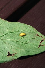 トホシテントウの幼虫