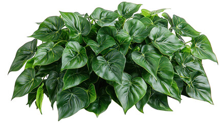 Fototapeta premium Green leafy philodendron plant isolated on black