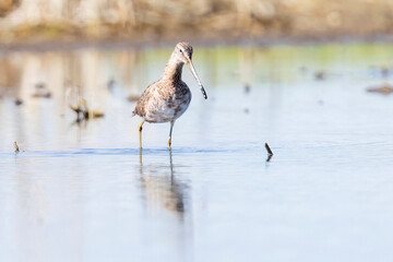 Wild long-billed dowitcher foraging in a pond in Colorado.