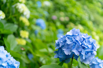 あじさい 花 梅雨 青