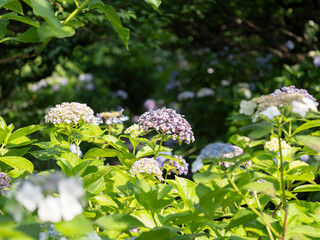 紫陽花が咲く庭園