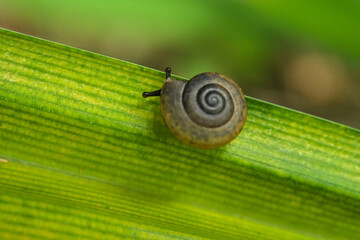 A snail on a green leaf.