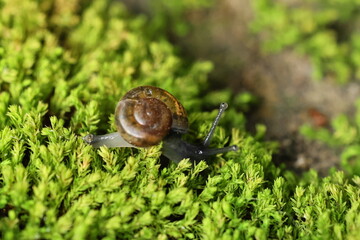 A snail is crawling on the green fern-covered ground.
