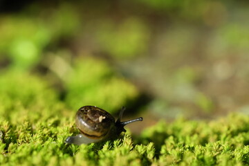 A snail is crawling on the green fern-covered ground.
