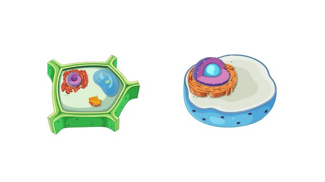 Detailed Animation of Animal and Plant Cell Structures