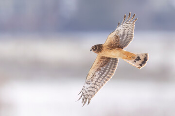 A wild northern harrier hunting in a park in Colorado.