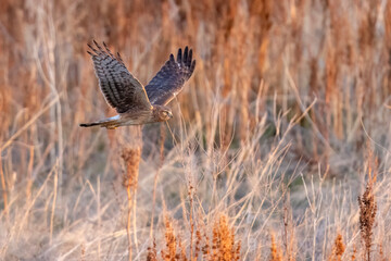 A wild northern harrier hunting in a park in Colorado.