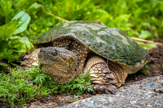 Huge close up turtle walking along the road