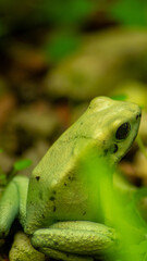 Poison dart Frog